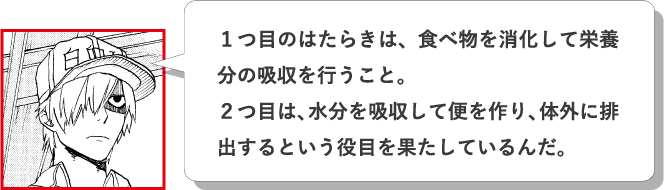 １つ目のはたらきは、食べ物を消化して栄養分の吸収を行うこと。２つ目は、水分を吸収して便を作り、体外に排出するという役目を果たしているんだ。