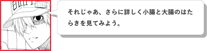 それじゃあ、さらに詳しく小腸と大腸のはたらきを見てみよう。