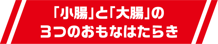 「小腸」と「大腸」の３つのおもなはたらき