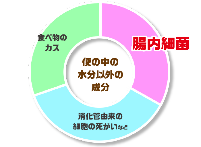 便の中の水分以外の成分 腸内細菌 消化管由来の細胞の死がいなど 食べ物のカス